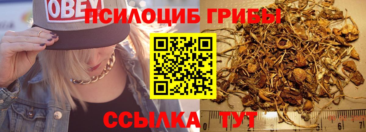 Псилоцибиновые грибы GOLDEN TEACHER  Вход с VPN  Галлюциногенные грибы Psilocybine cubensis  Шали 
